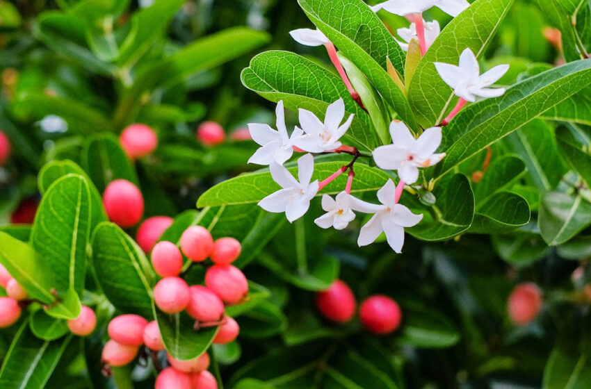  தம்மா துண்டு  களாக்காயில் ஒளிந்து இருக்கும் மருத்துவ குணங்கள்..! – அட எவ்வளவு இருக்கா..