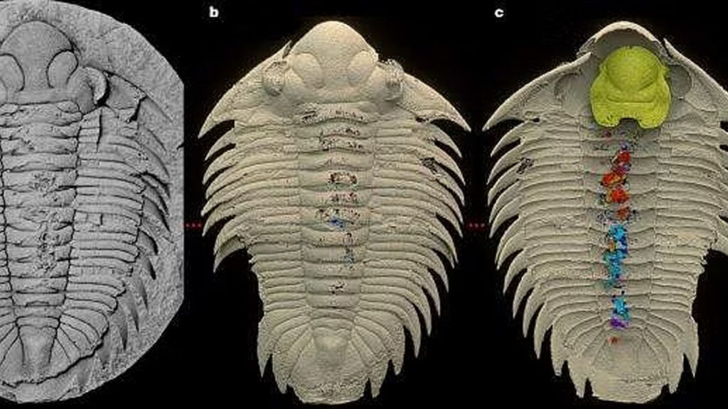 Trilobites