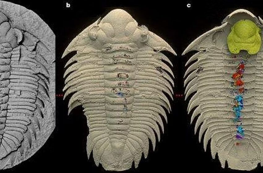 Trilobites