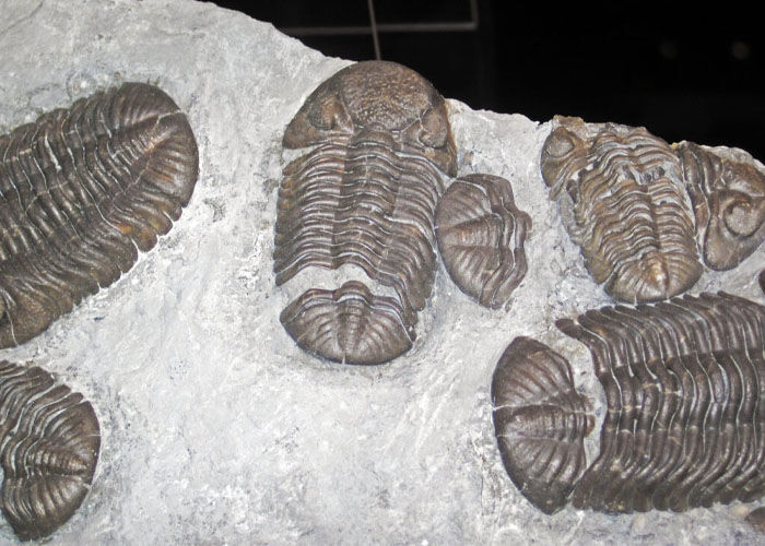 Trilobites