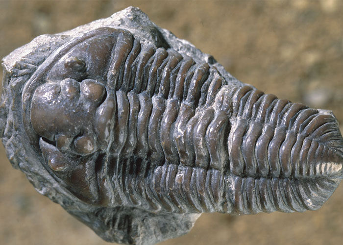 Trilobites