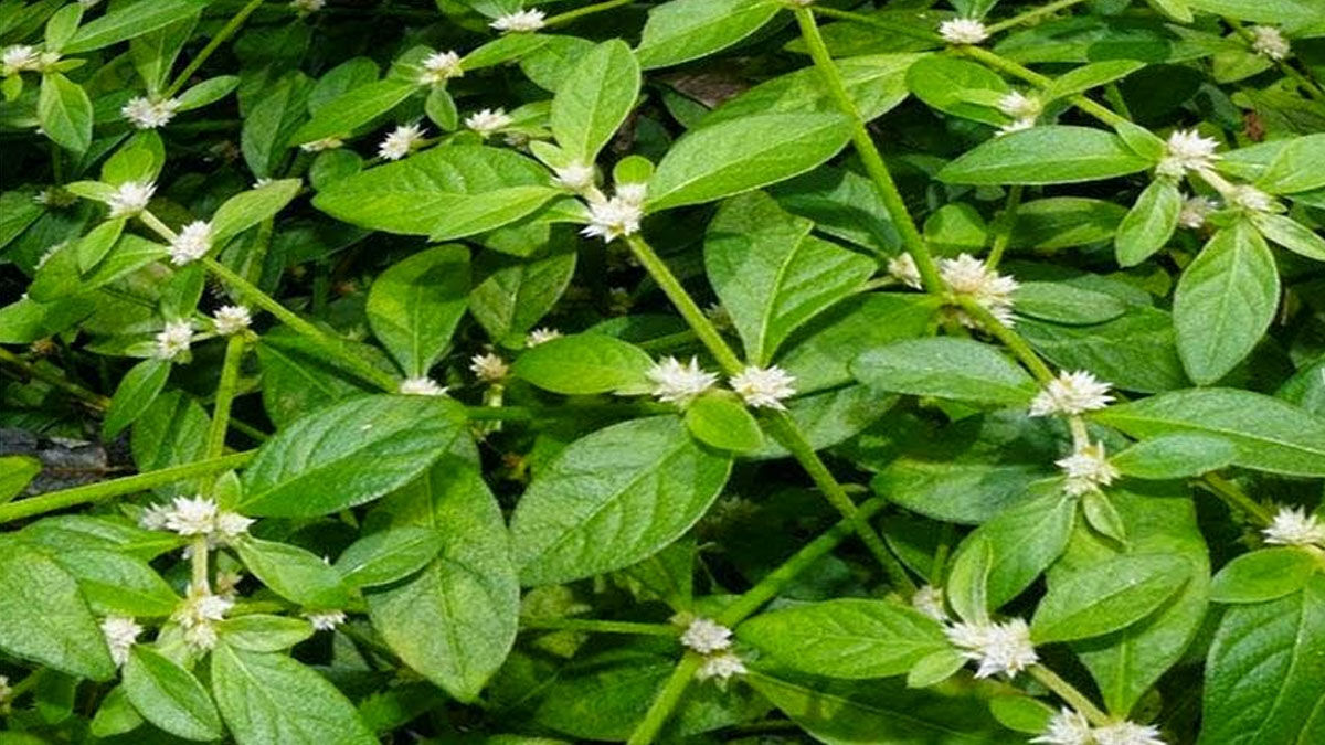 ponnanganni keerai