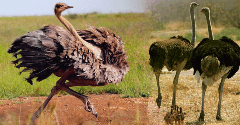 Ostrich-thm