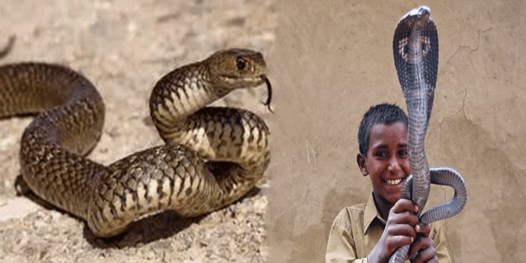 Snakes-thum