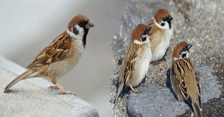 birds-thum