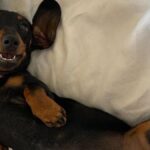 500 days missing dog
