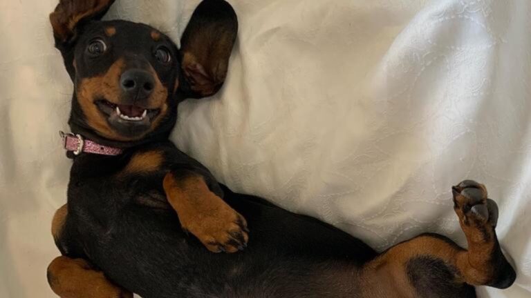 500 days missing dog