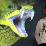 Snake